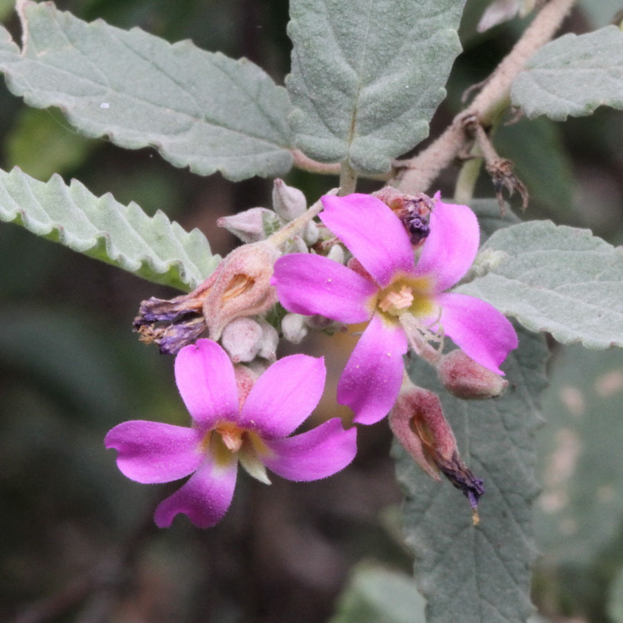 Melochia Tomentosa "Teabush"