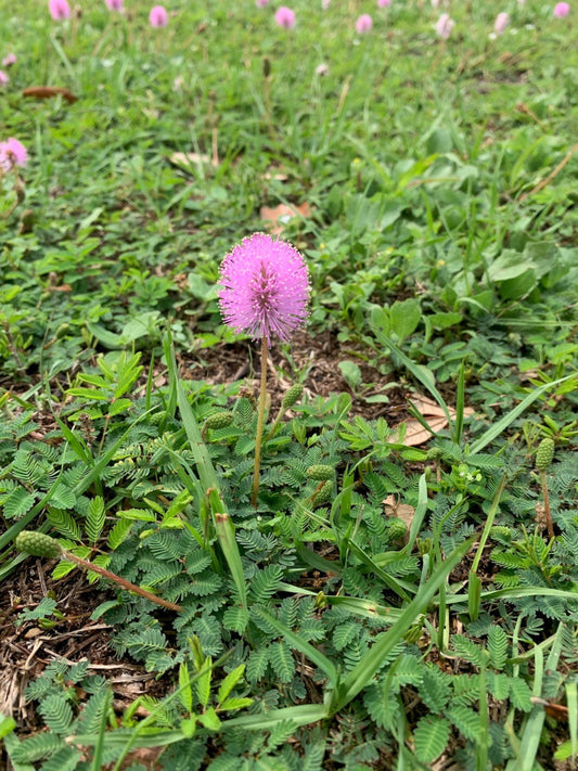 Sunshine Mimosa is the host plant for little sulphur butterfly