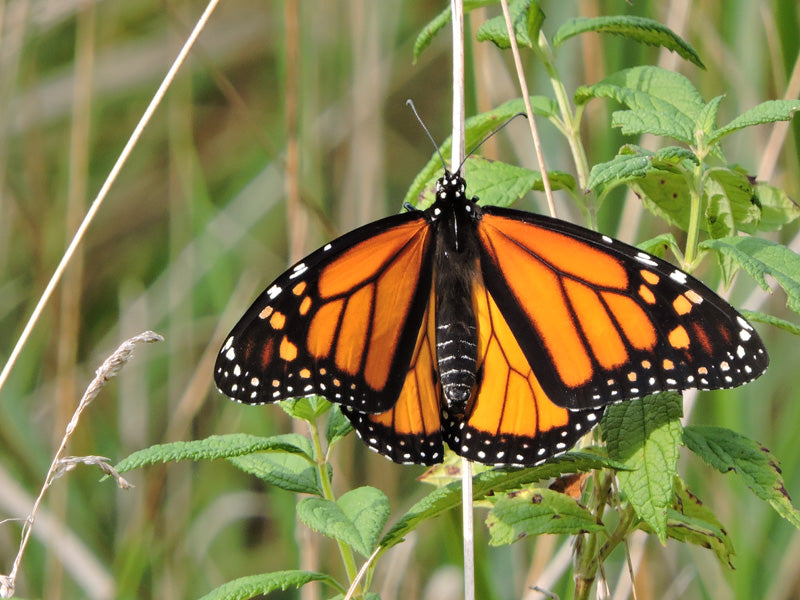 monarch butterfly on host plant