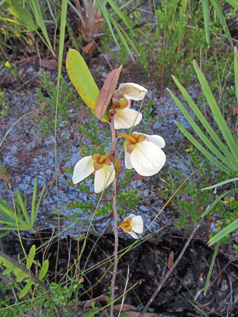 Asimina obovata " big flower pawpaw" host plant for zebra swallowtail butterfly