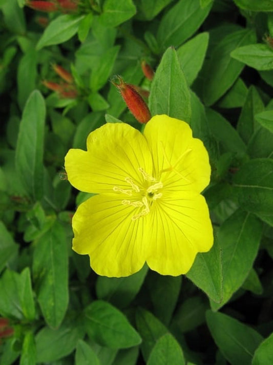 Oenothera Biennis is the host plant of white banded sphinx moth