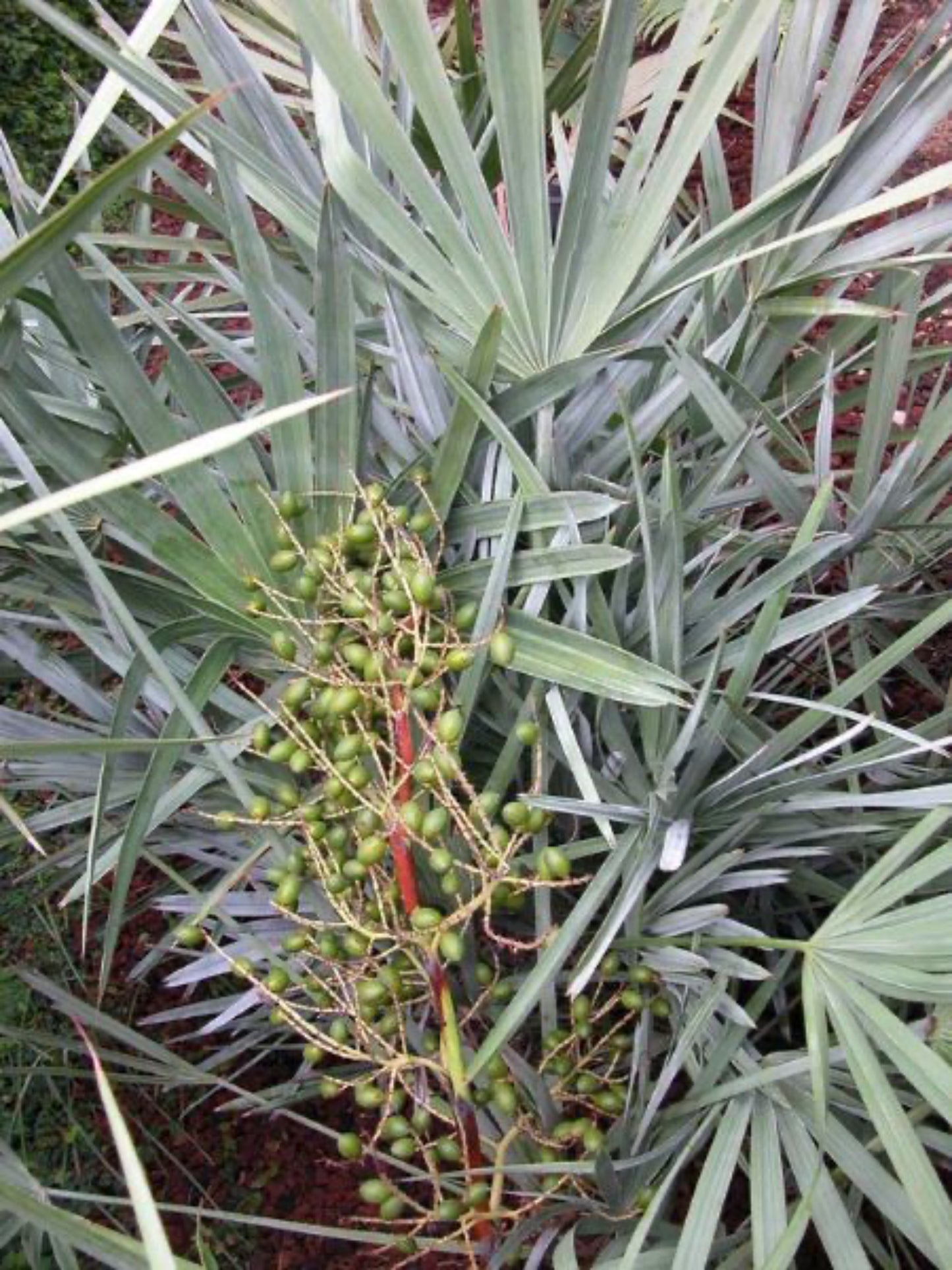 silver saw palmetto is the host plant for Palmento Skipper butterfly