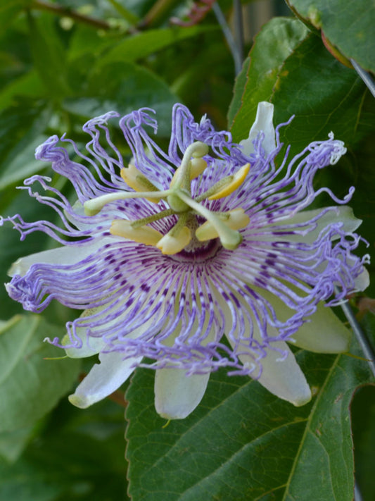 passiflora incarnate is the host plant for gulf fritillary butterfly