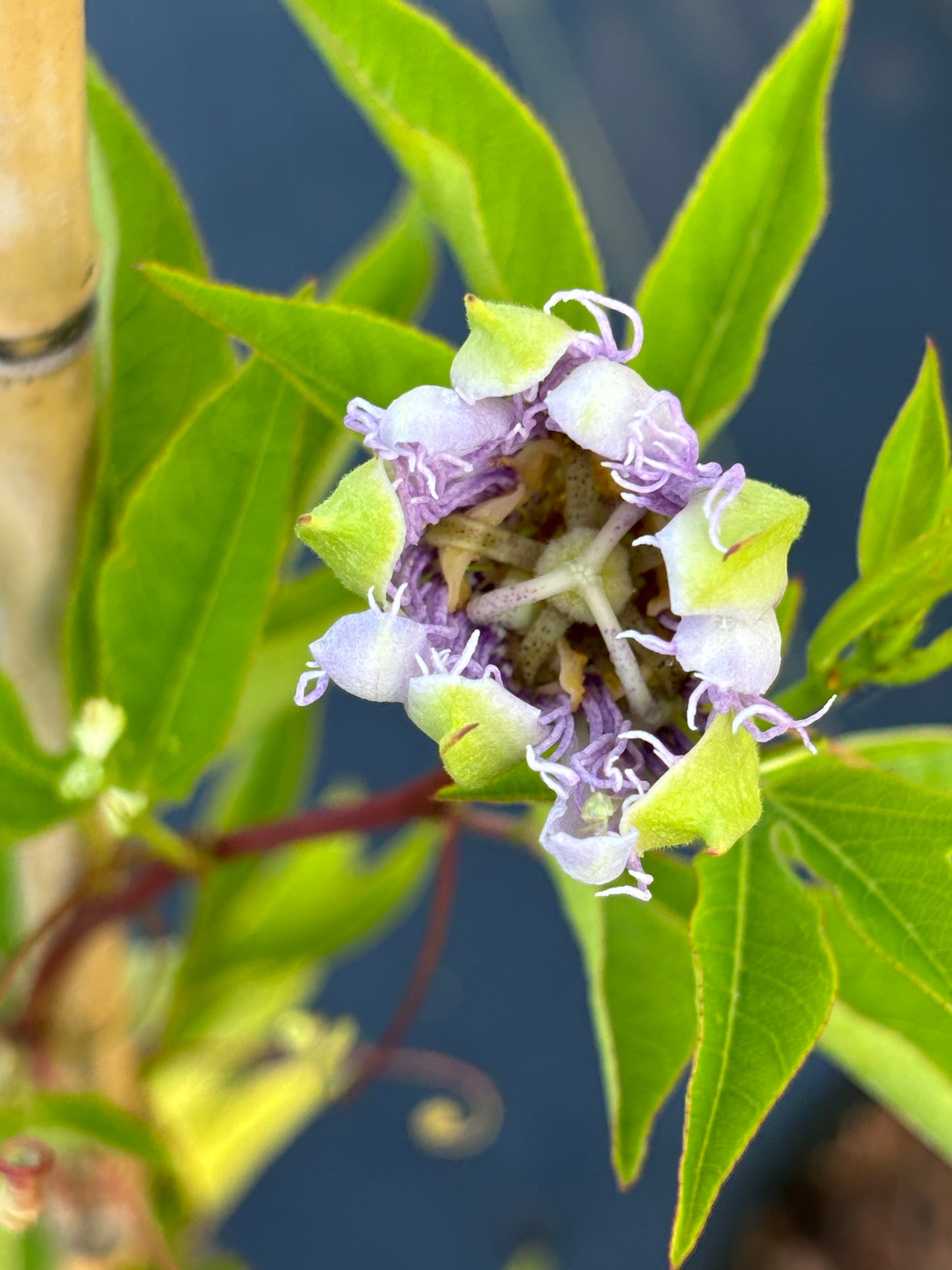 Passiflora Incarnata " Incense Passion Flower"