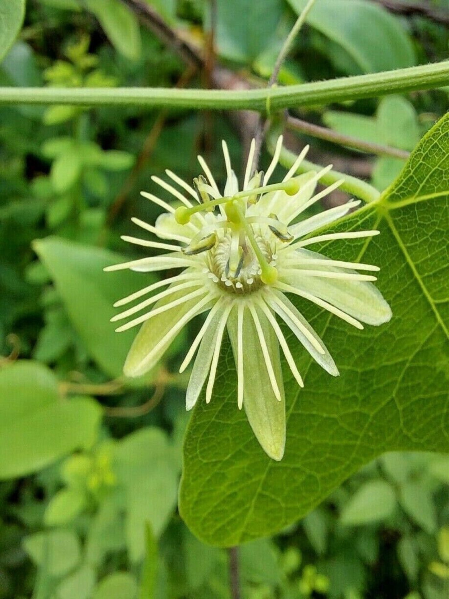 passiflora lutea is the host plant for Gulf Fritillary butterfly