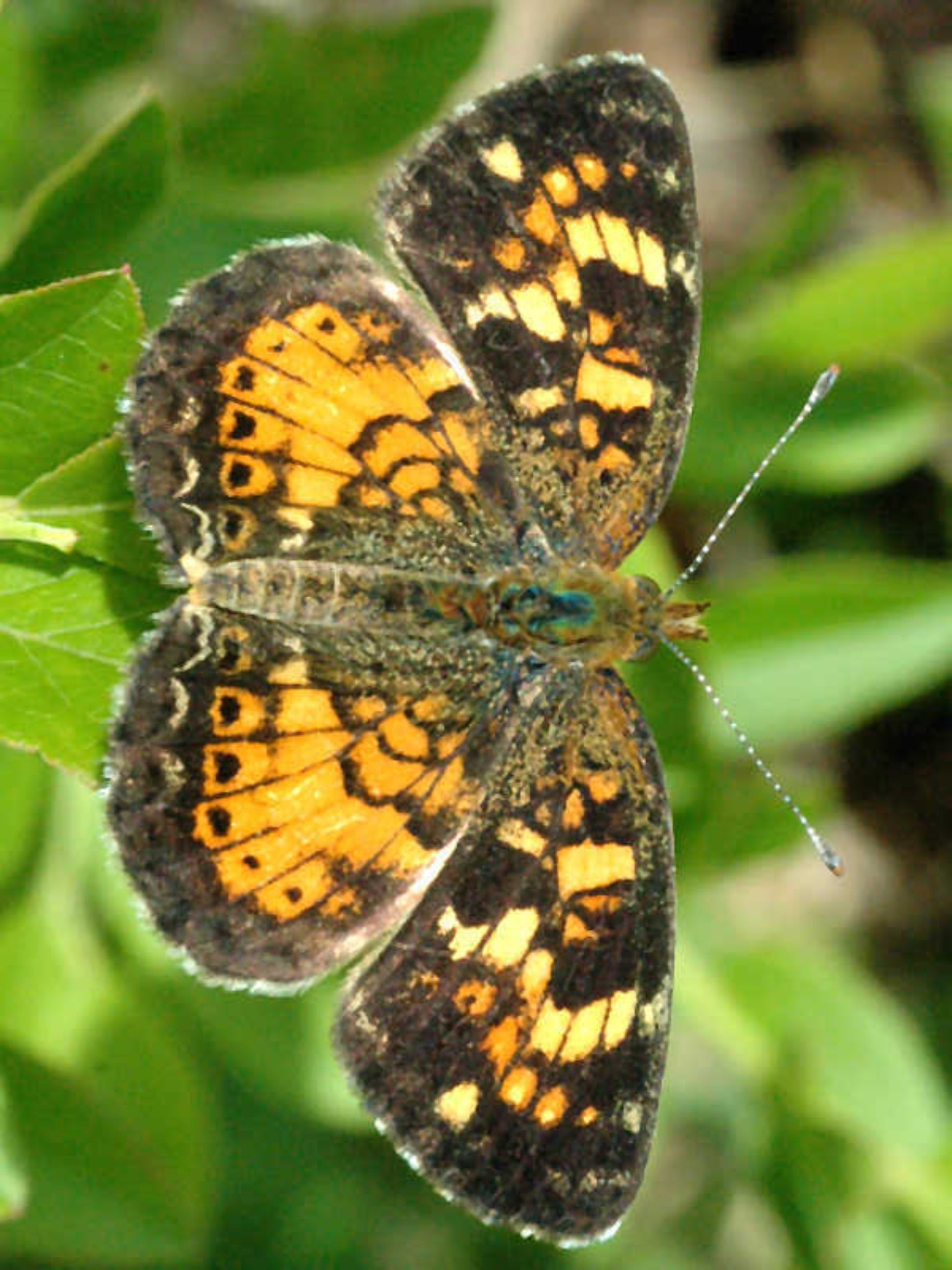 pearl crescent butterfly uses climbing aster as host plant