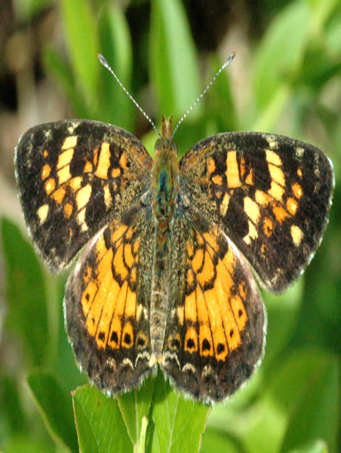 Pearl Crescent butterfly uses Florida Water aster as host plant