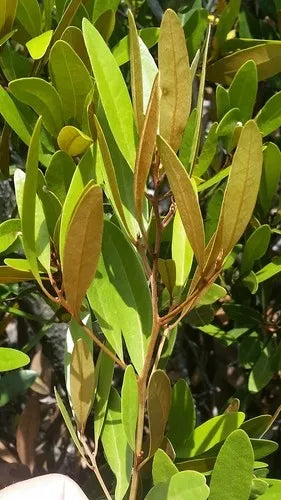 Persea Humilis "Scrub Bay"
