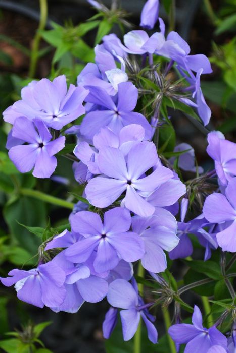 Phlox Divaricata  "Woodland Phlox"