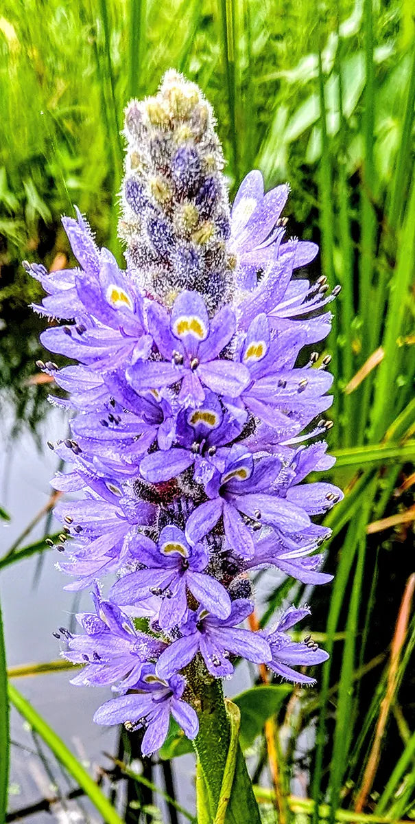 Pontederia Cordata "Pickerelweed"