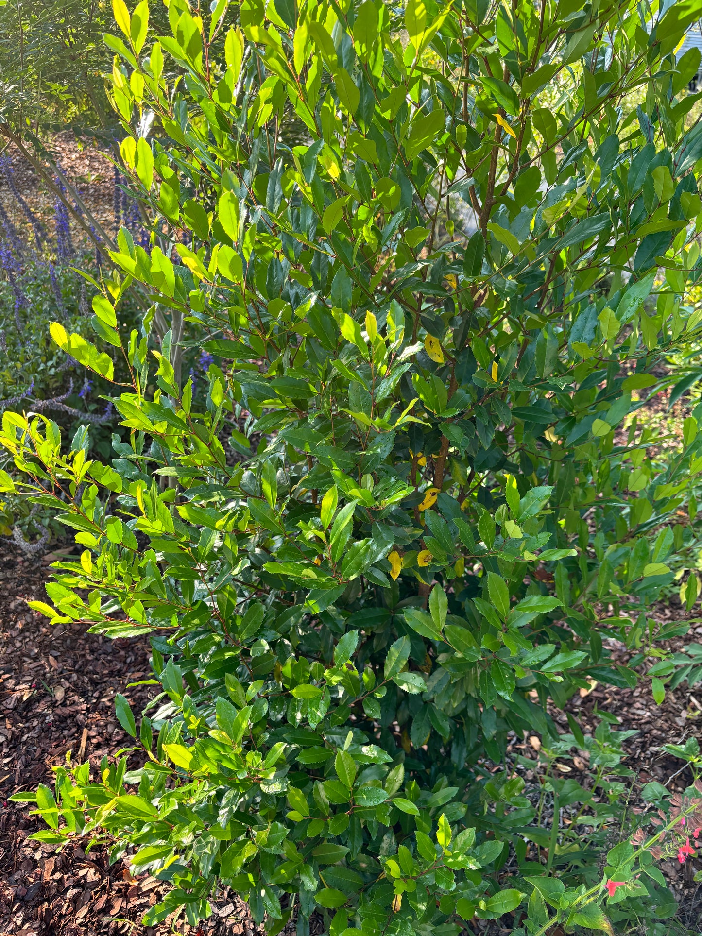 prunus caroliniana tree at Eden of Wings gardens