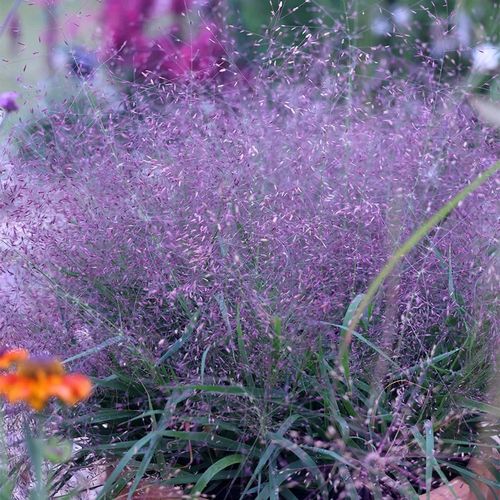 Eragrostis Spectabilis "Purple Love Grass"