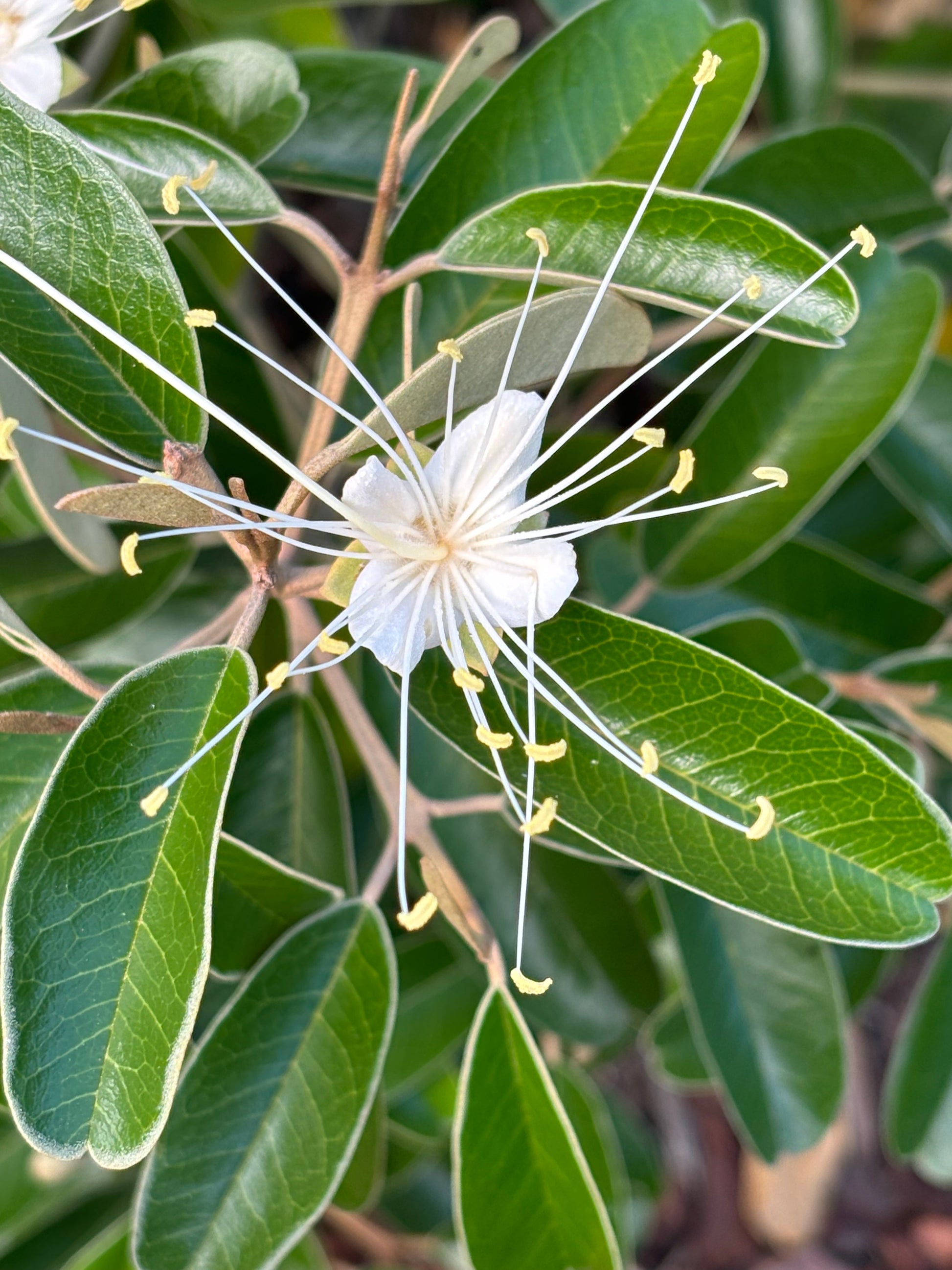 quadrella jamaicensis flower is the host plant for Great Southern White butterfly