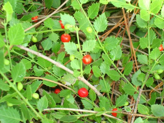 Crossopetalum Ilicifolium "Quailberry"