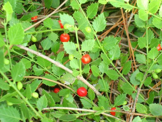 Crossopetalum Ilicifolium "Quailberry"