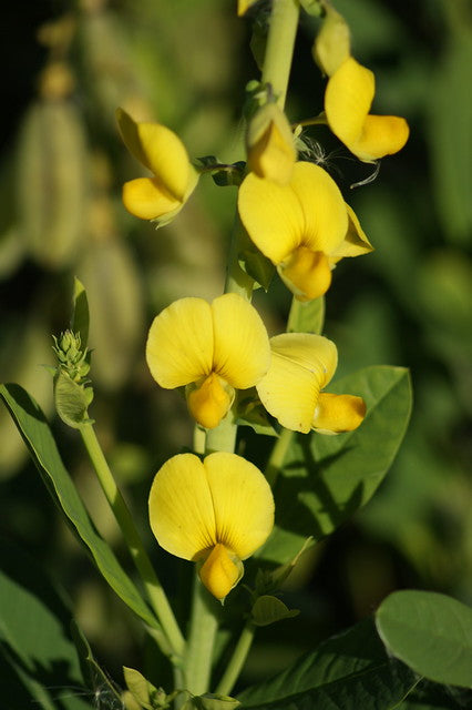 yellow flowers of rattlebox " Crotalaria" plant 