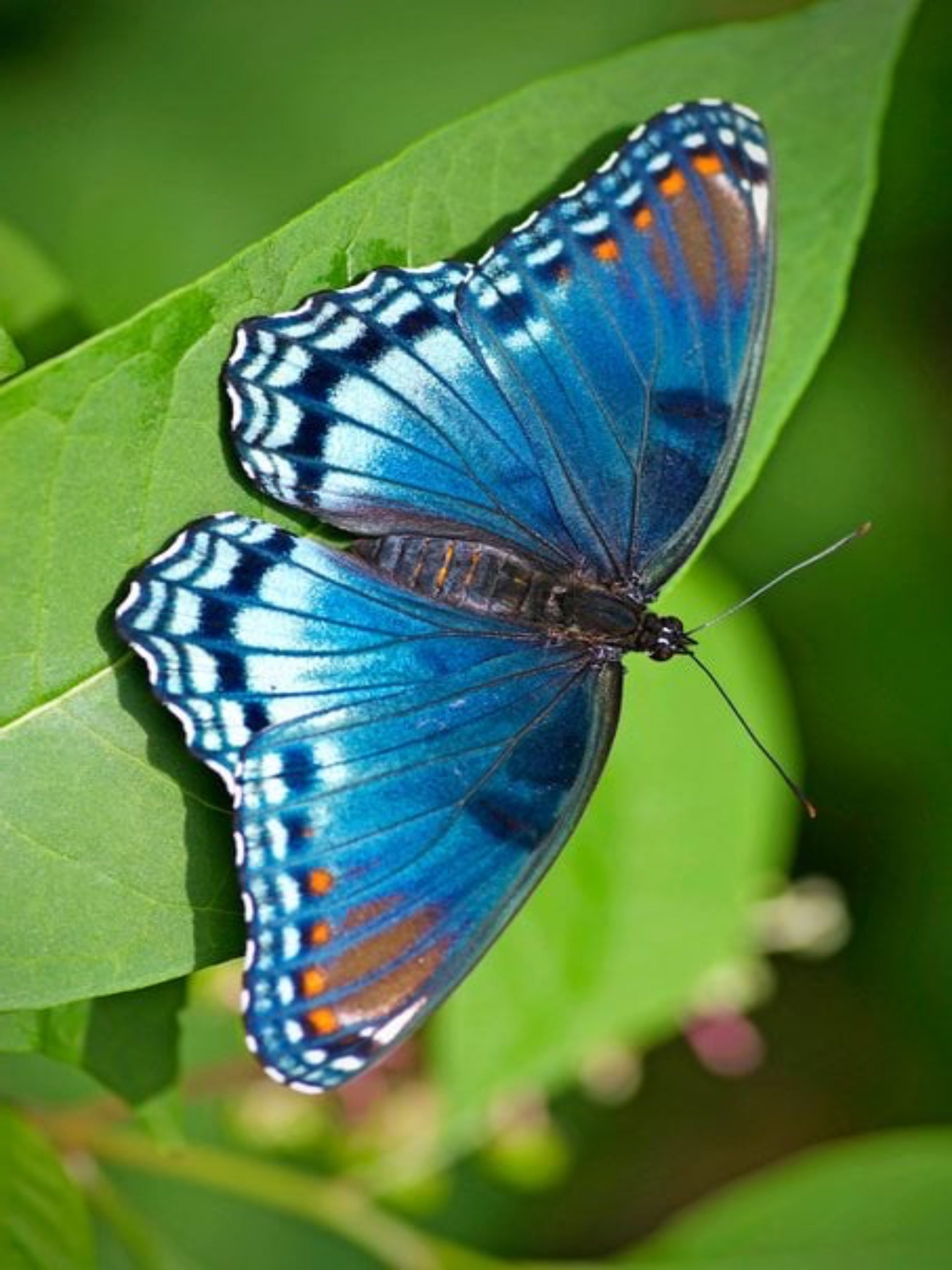 red spotted purple butterfly oh a leaf of cherry laurel tree