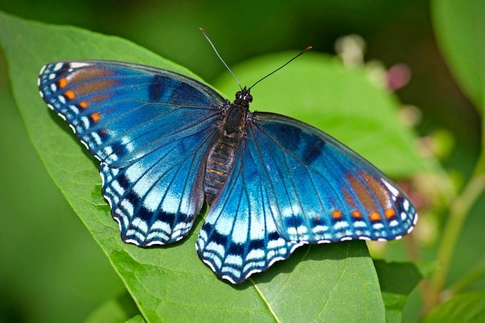 red spotted purple butterfly uses base wood as host plant