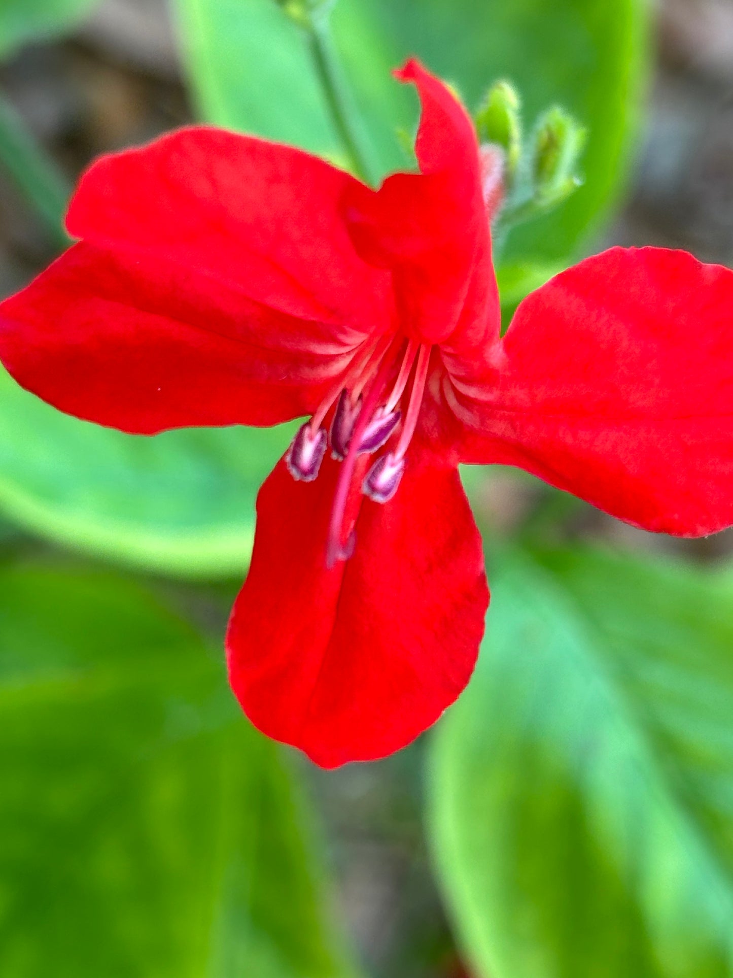 ruglia coccinea with a red flower is the host plant for malachite butterfly