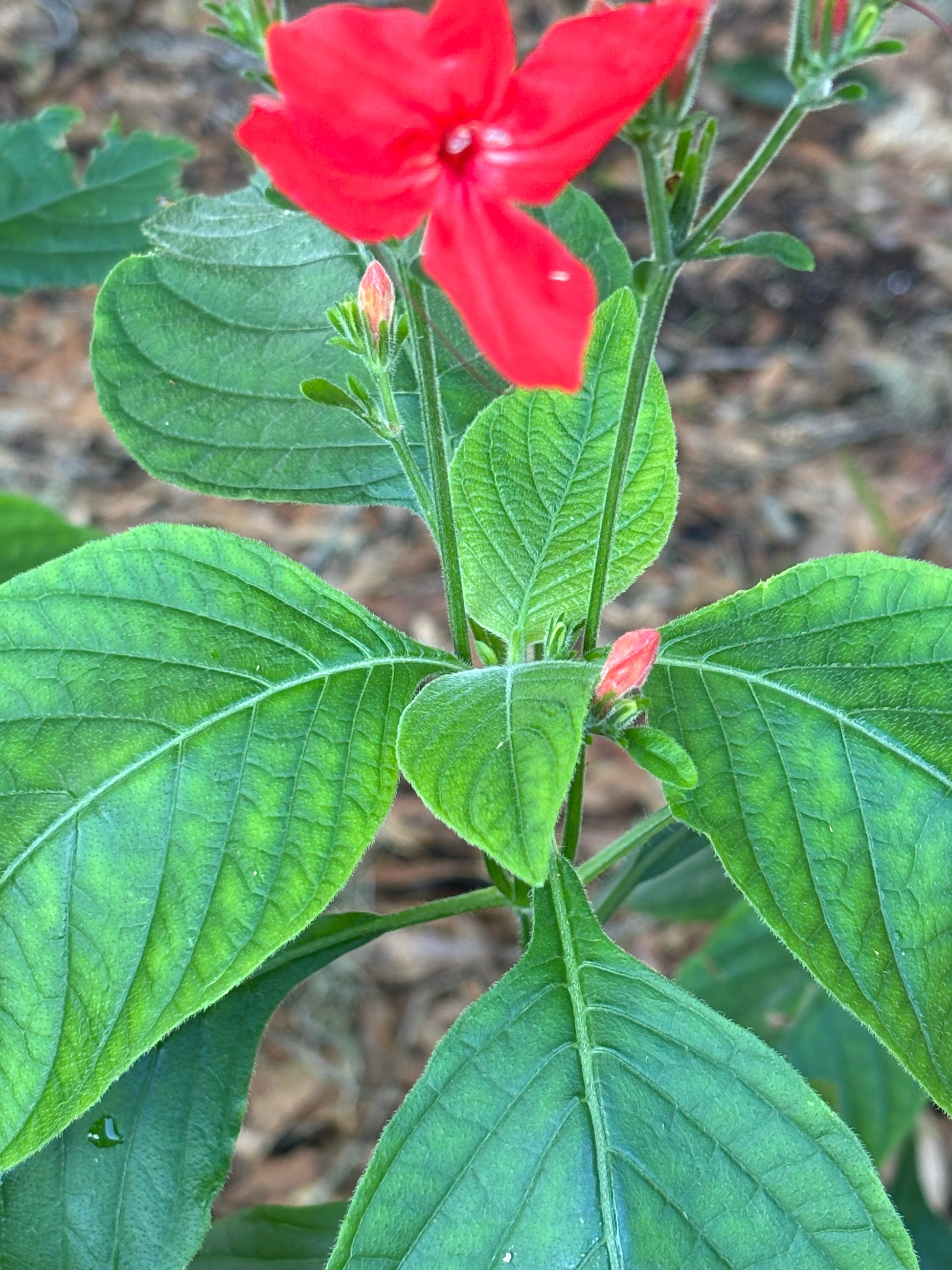 ruellia coccinea flower is the host plant for malachite butterfly