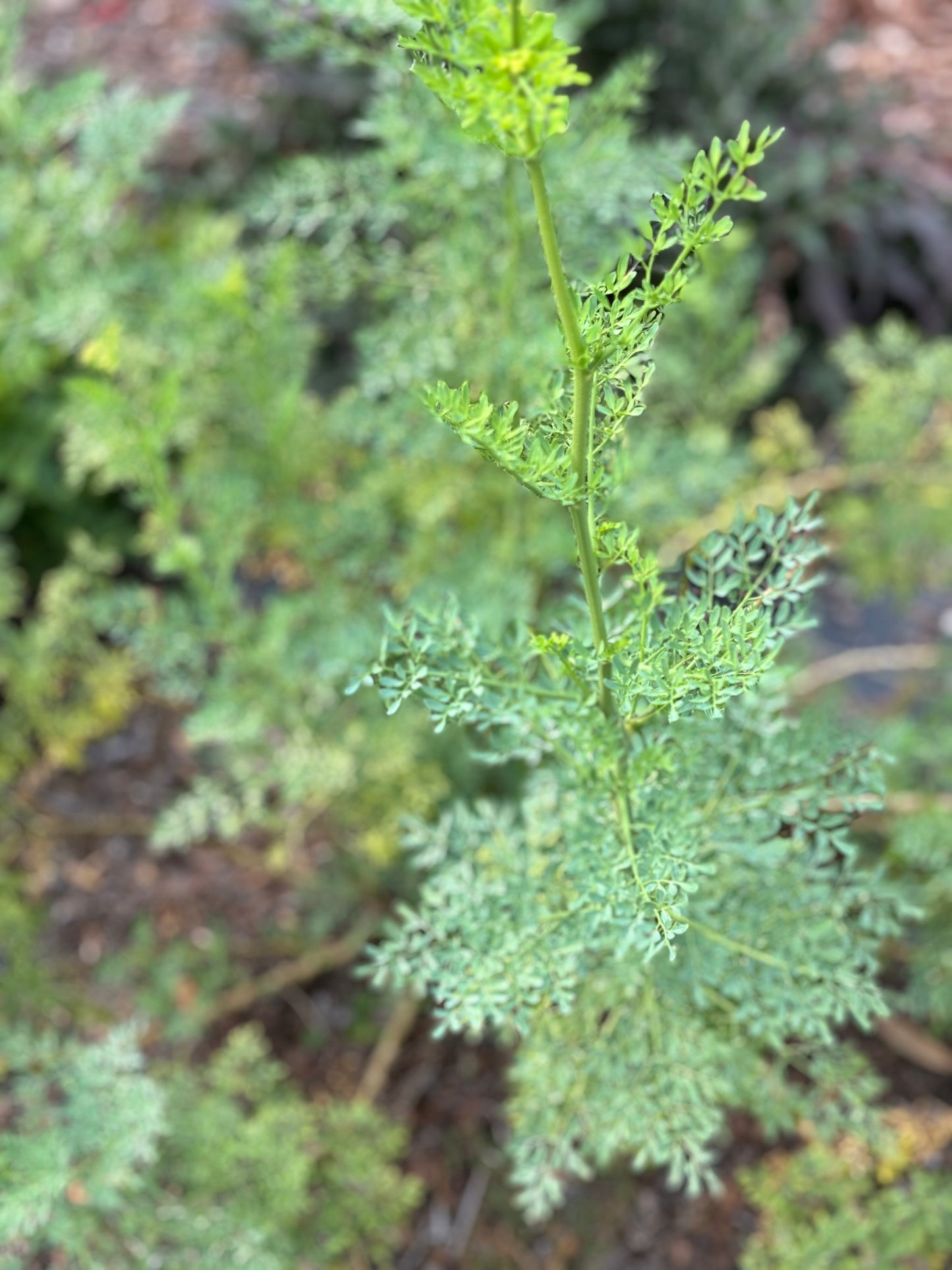 ruta leaf is uses as a host plant for black swallowtail