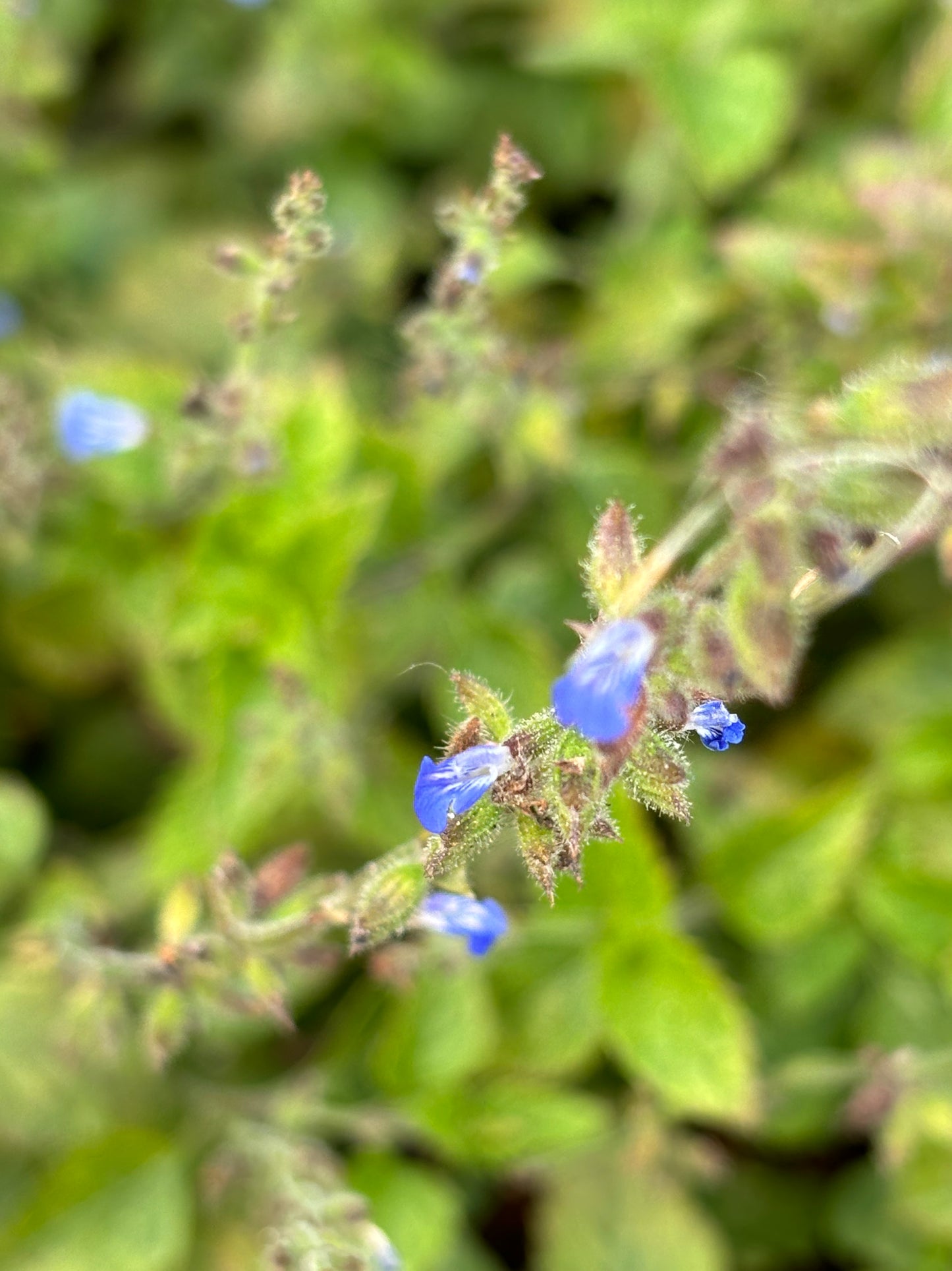 salvia misella flower is important for fulvous butterfly