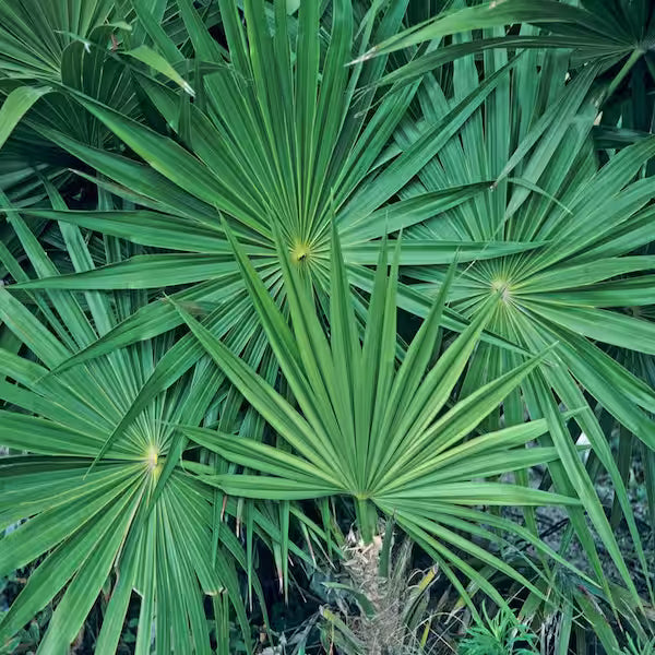 Serenoa Repens "Green Saw Palmetto"