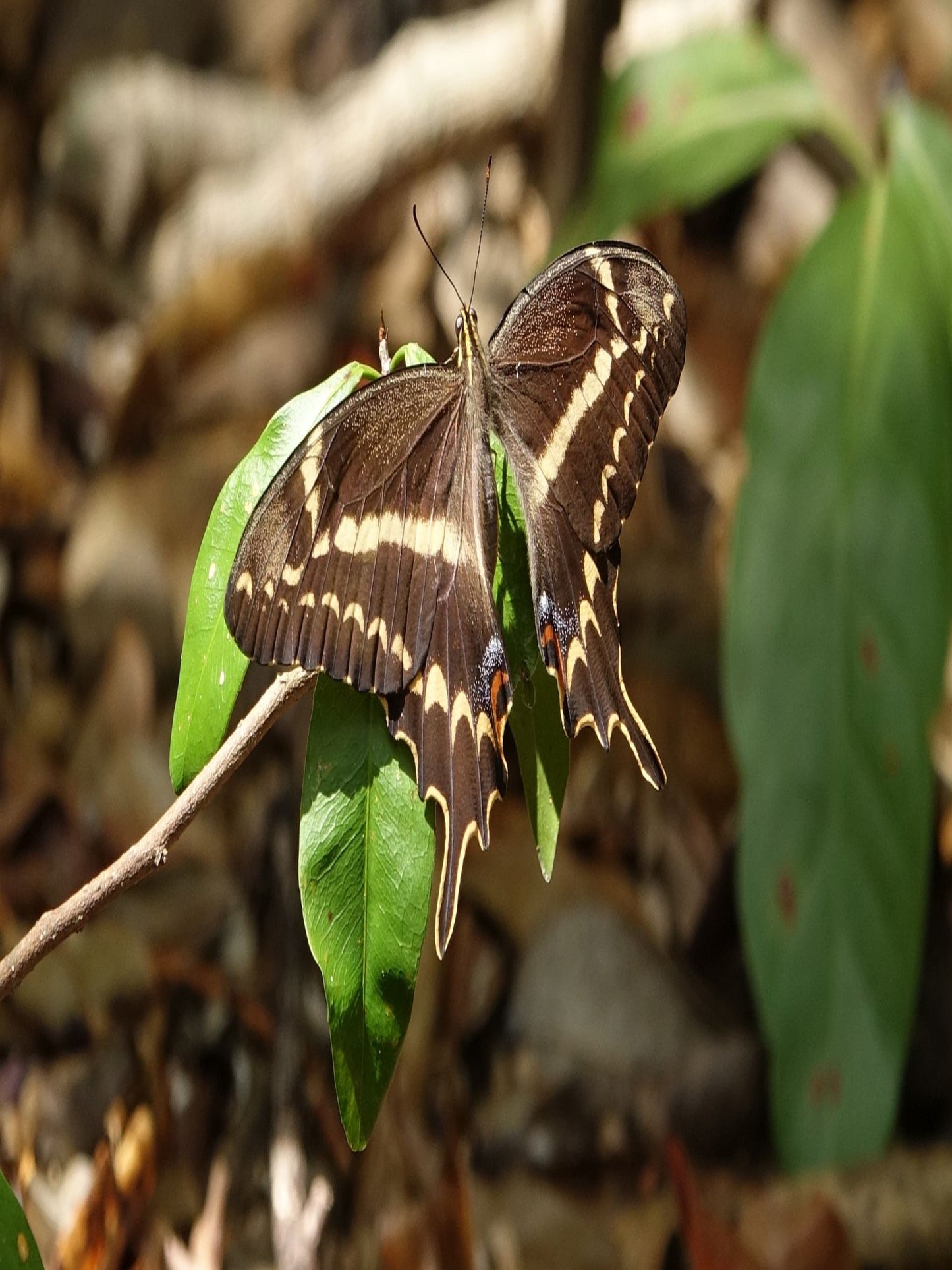 Schaus swallowtail uses sea wild lime as host plant