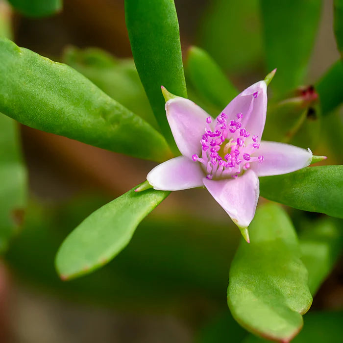 Sesuvium Portulacastrum "Sea Purslane"