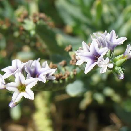Heliotropium Curassavicum "Seaside Heliotrope"