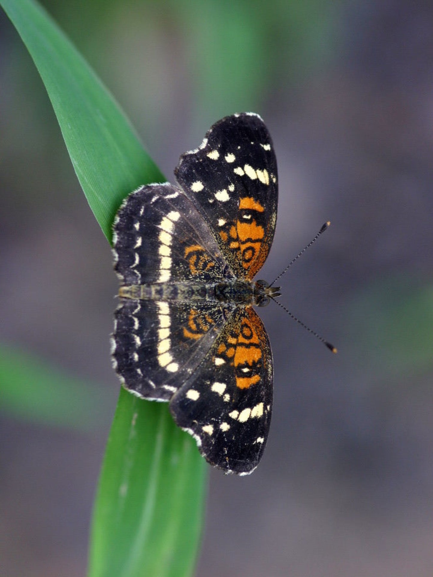 Seminole Texan Crescent butterfly uses  justicia angusta as host plant