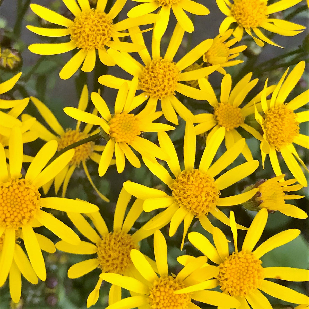 Senecio Aureus "Golden Ragwort"