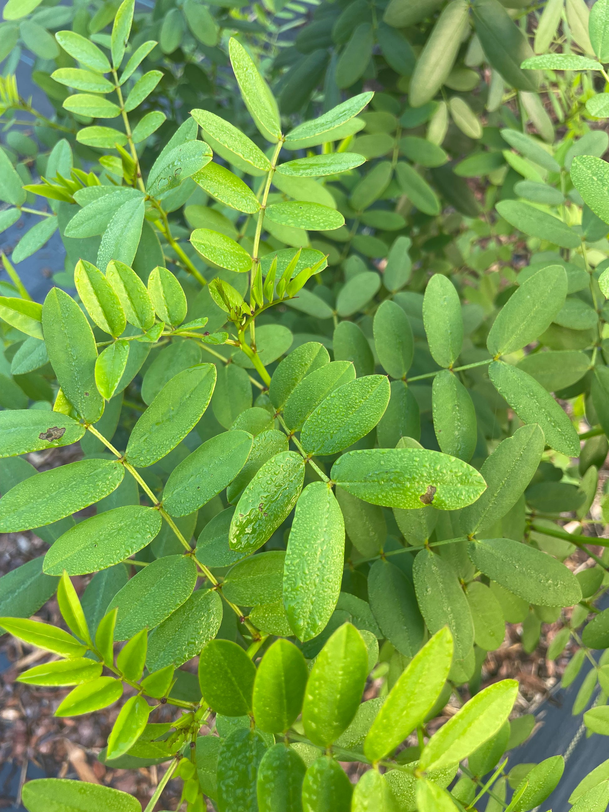 Senna mexicana is host plant for sulphur butterfly