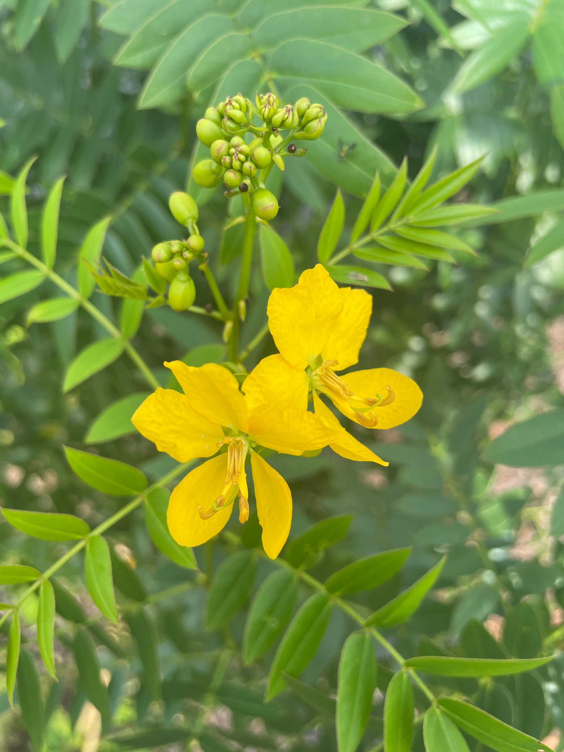 Senna mexicana flowers is host plant for yellow sulphur butterfly