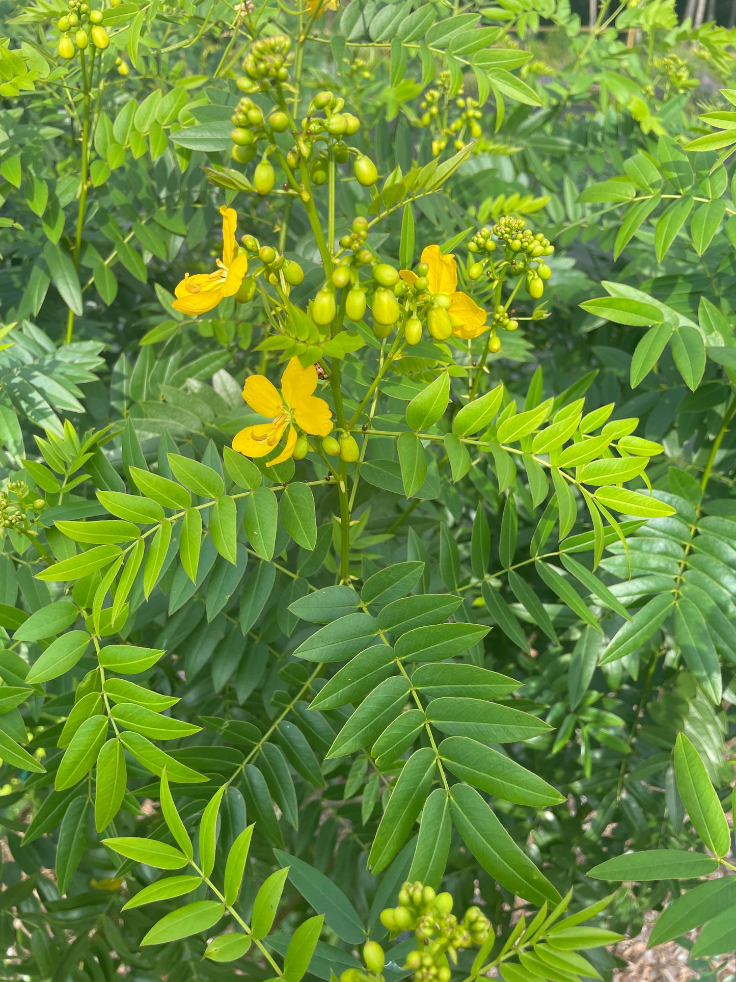 Senna mexicana leaf is host plant for orange sulphur butterfly