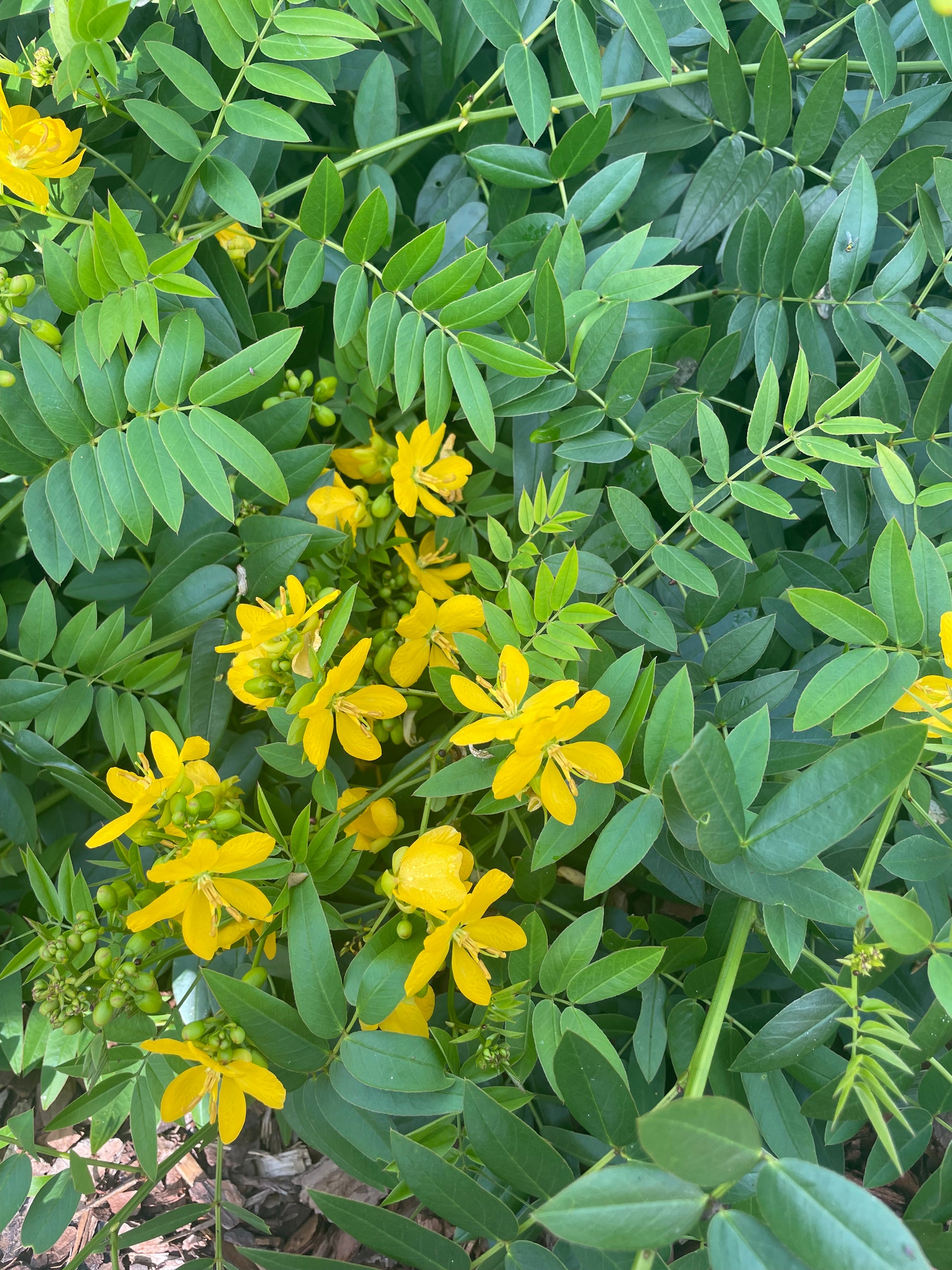 Senna mexicana plant is host plant for sulphur butterflies