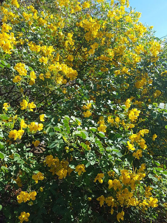 Senna bicapsularis " winter cassia" is the host plant for Orange Barred Sulphur