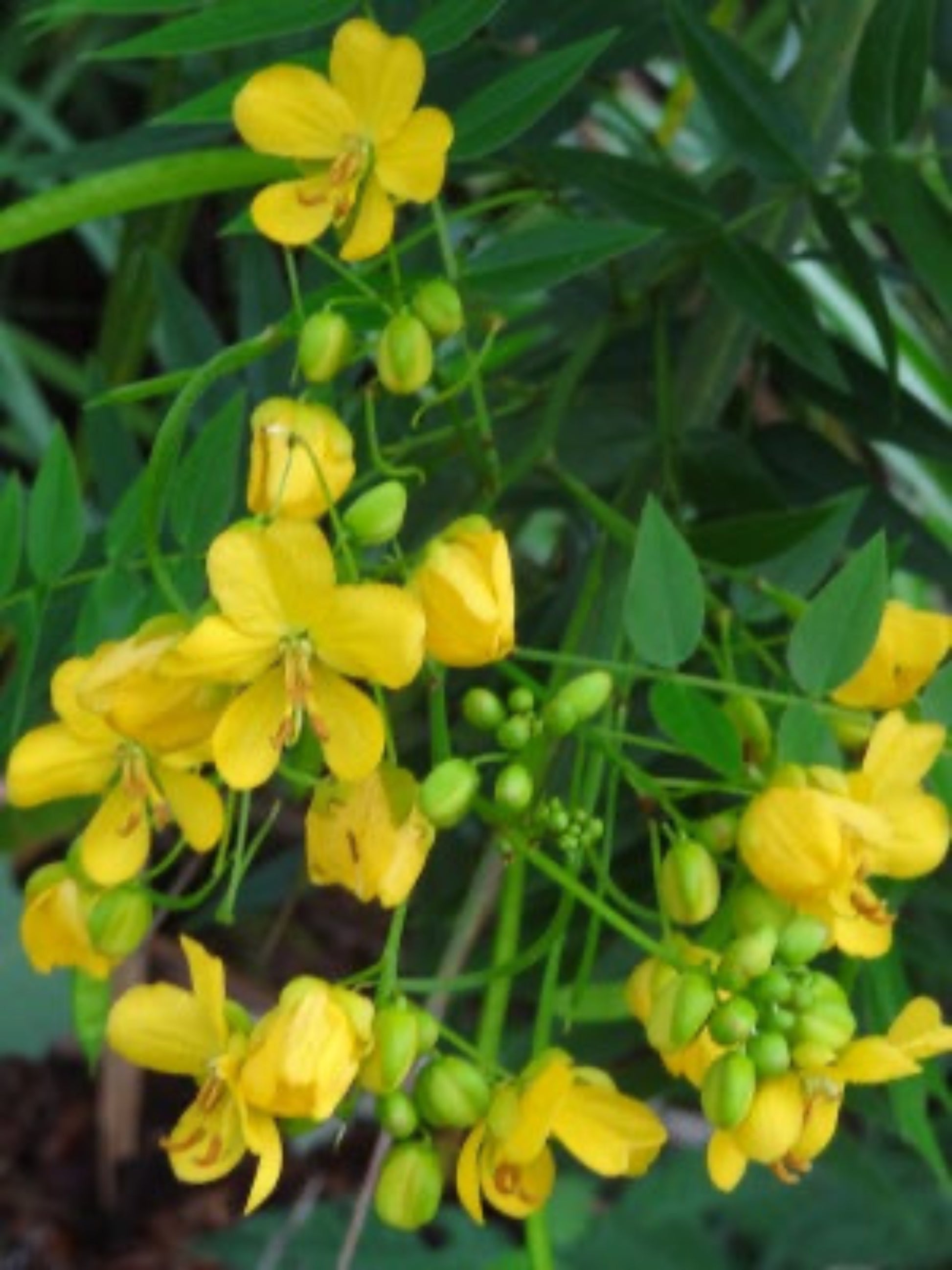 Senna Ligustrina " Privet Cassia" is the host plant for sulphur butterfly