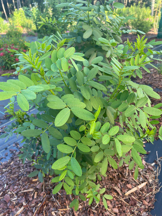 Senna mexicana is host plant for sulphur butterfly