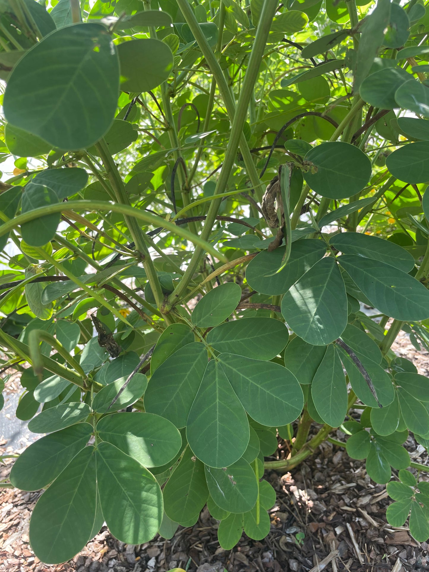 Senna obtusifolia " sicklepod" leaf is host plant for sulphur butterflies