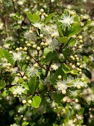 Myrcianthes Fragrans "Simpson's Stopper"