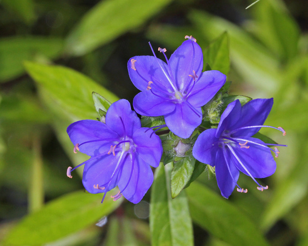 Hydrolea Corymbosa "Skyflower"