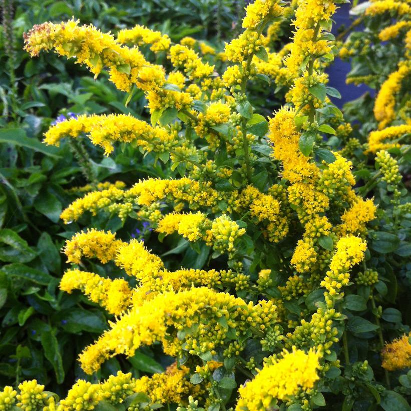 Solidago Odora "Chapman's Goldenrod"