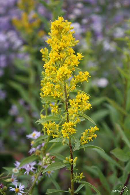 Solidago Speciosa "Snowy Goldenrod"