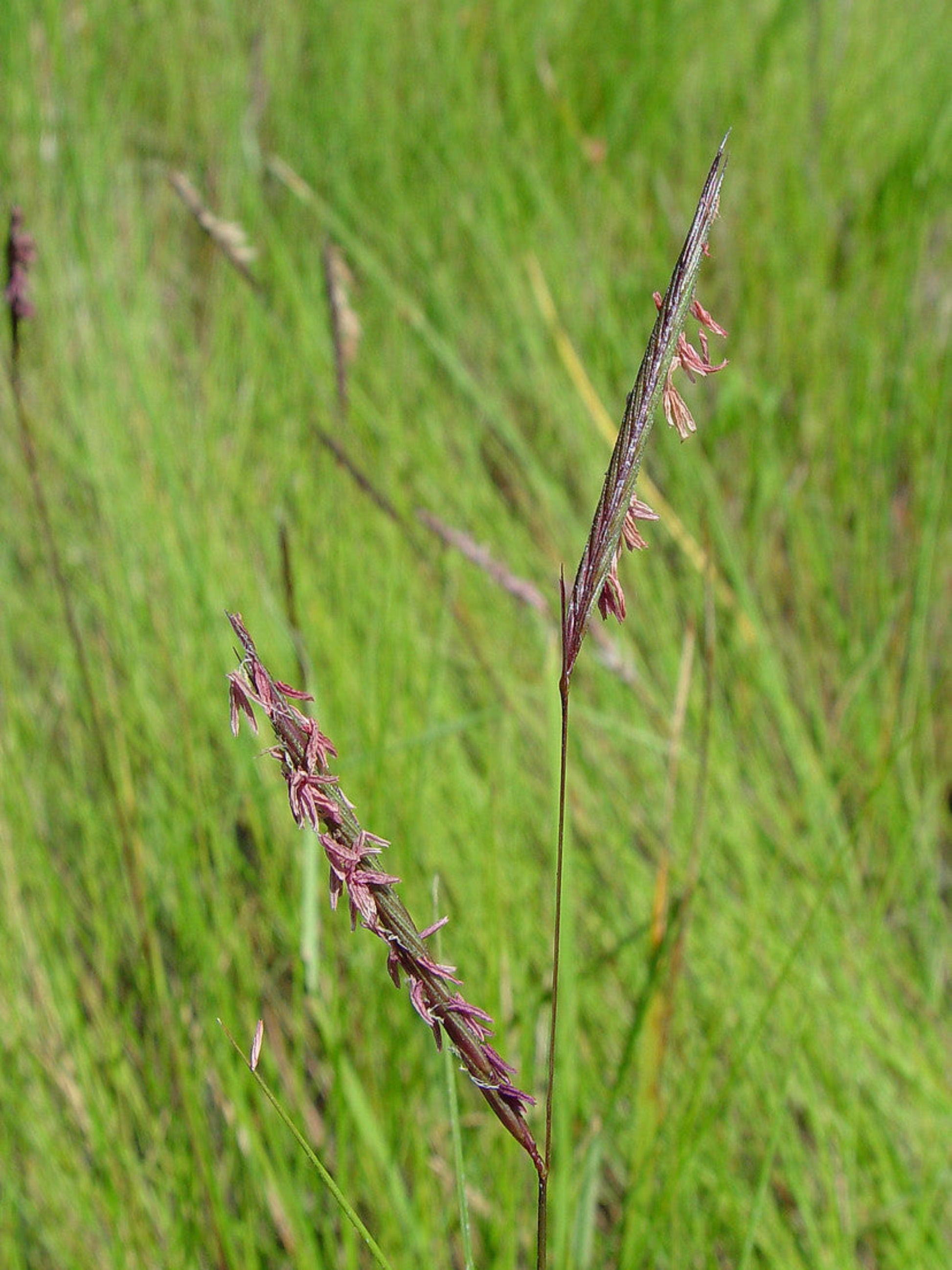 spartina patens grass is the host plant for Saltmarsh Skipper butterfly