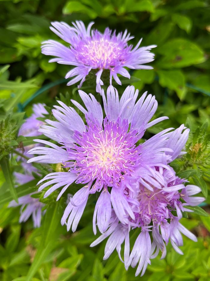 Stokes Laevis "Stoke's Aster"