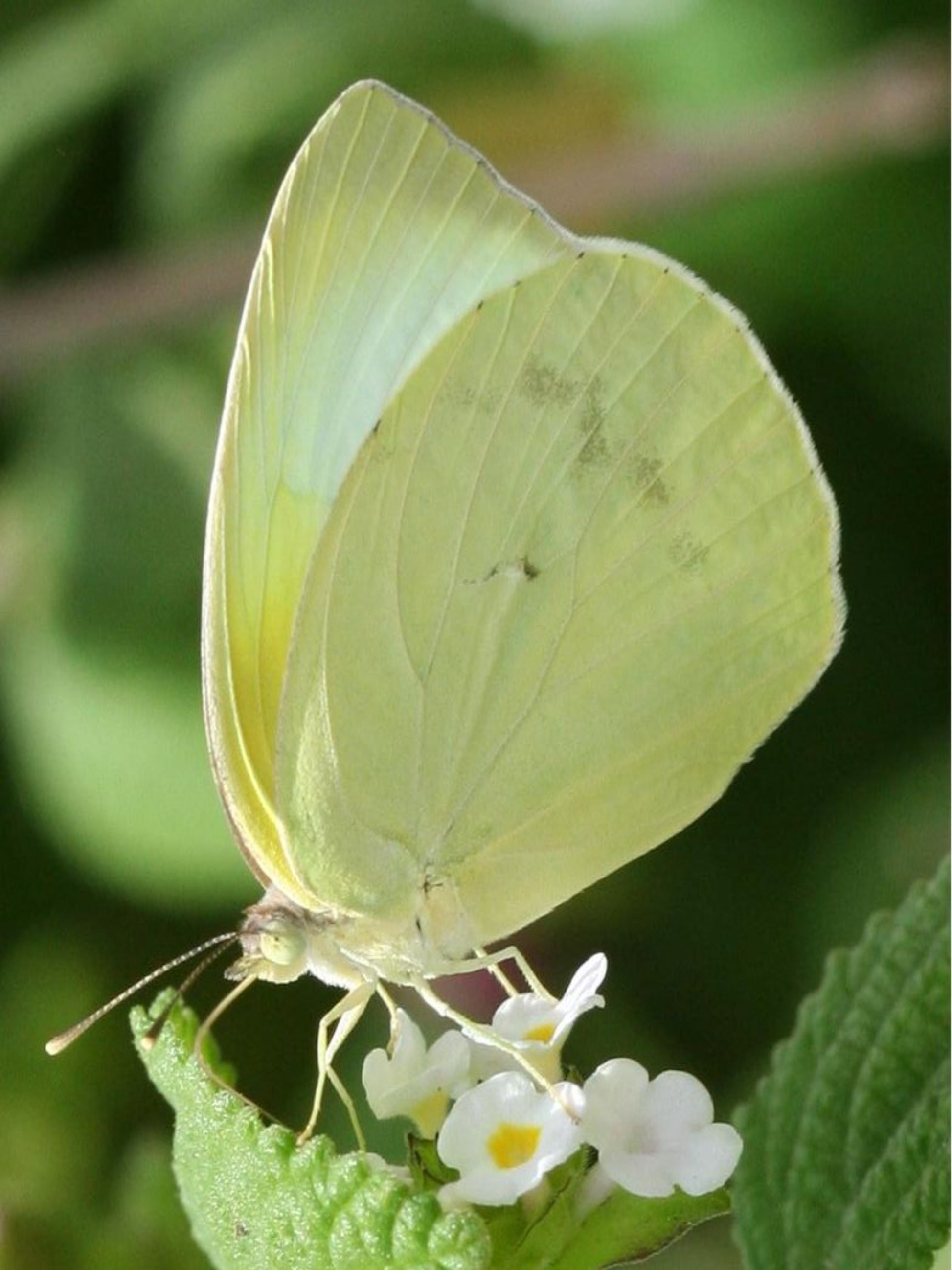 sulphur butterfly on a nectar plant