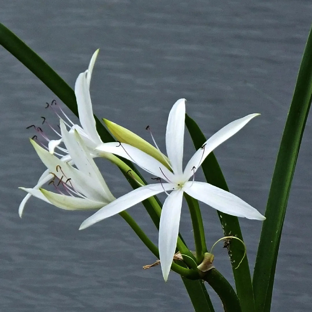 Cranium American "Crinum American Lily"