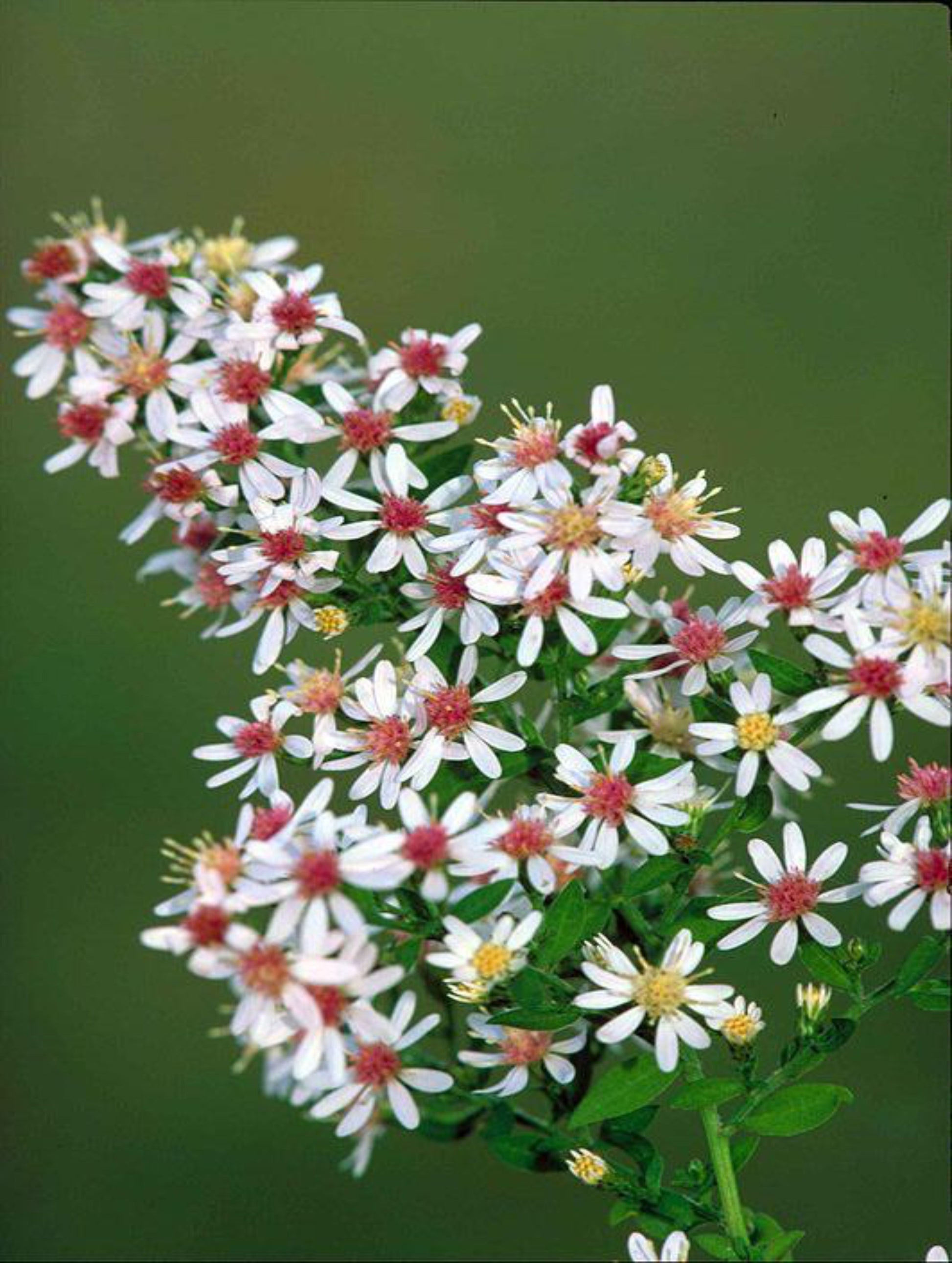 Symphyotrichum Lateriflorum "Calisco Aster" host plant for the Pearl Crescent butterfly