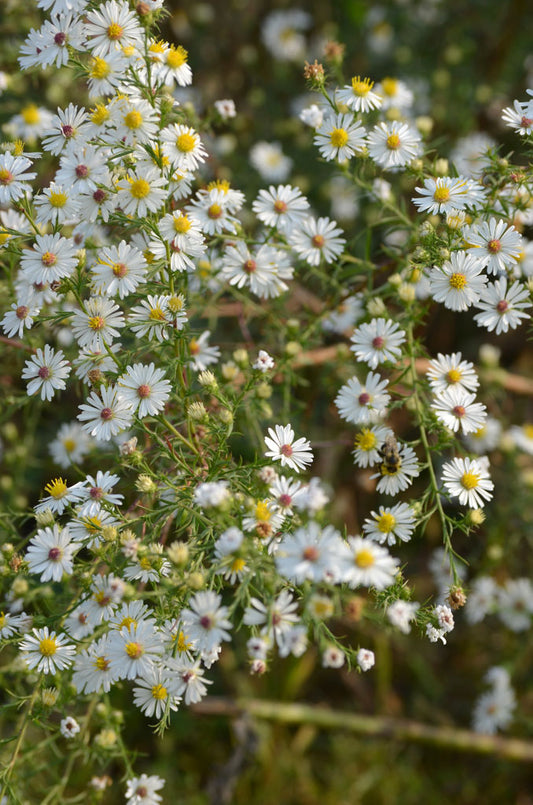 Symphyotricum Pilosum " Frost Aster"